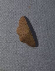 Cyclophora obstataria