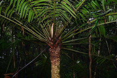 Lepidozamia hopei
