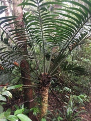 Lepidozamia hopei