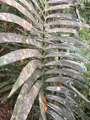 Lepidozamia hopei