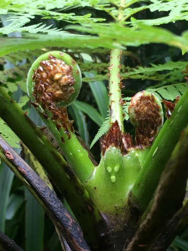 Cyathea robertsiana observed 2020-03-11