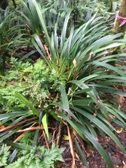 Helmholtzia acorifolia