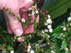 Helmholtzia acorifolia