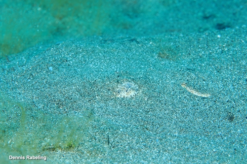 Squatina squatina