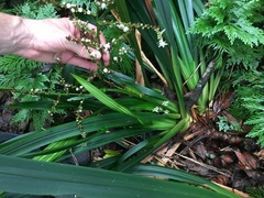 Helmholtzia acorifolia