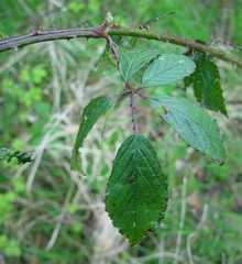 Rubus lindleianus
