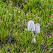 Coprinopsis martinii - Photo 由 Jerome Viard 所上傳的 (c) Jerome Viard，保留部份權利CC BY-NC