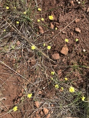 Crocidium multicaule