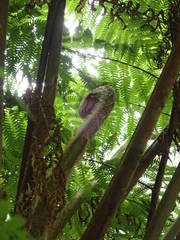 Cyathea cooperi
