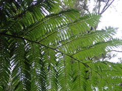 Cyathea cooperi