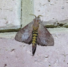 Cyclophragma cyclomela