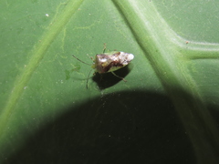 Elasmostethus nubilus