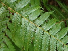Cyathea cooperi