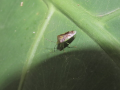 Elasmostethus nubilus