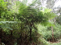 Cyathea cooperi