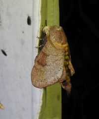 Cyclophragma cyclomela