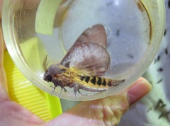 Cyclophragma cyclomela