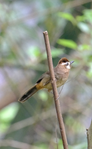 White-browed Laughingthrush