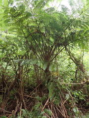 Cyathea cooperi