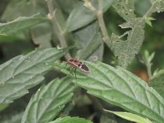 Physopelta gutta gutta