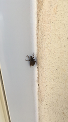 Otiorhynchus sulcatus