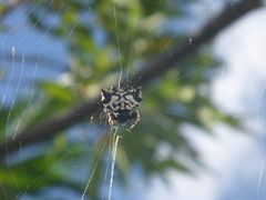Gasteracantha sacerdotalis
