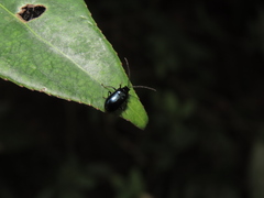 Arthrotus abdominalis