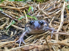 Limnodynastes dumerilii dumerilii