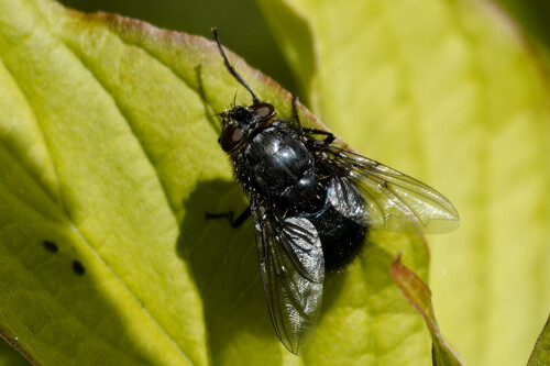 Orange-bearded Bluebottle Fly, Nieuwe Niedorp, Netherlands, photo 9 of 10