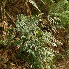 Parapolystichum acuminatum