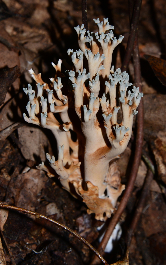 Phaeoclavulina zippelii