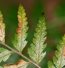 Parapolystichum acuminatum