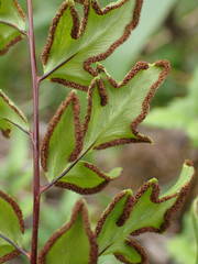 Cheilanthes viridis image