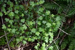 Ribes roezlii roezlii