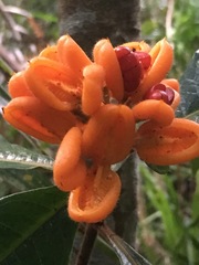 Pittosporum rubiginosum