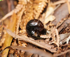 Victaphanta compacta