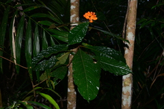 Pittosporum rubiginosum