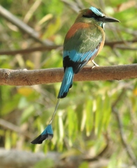 Eumomota superciliosa