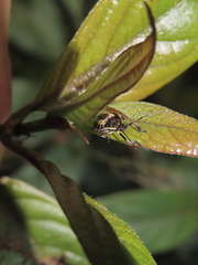 Eocanthecona furcellata