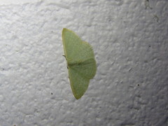 Cymatoplex halcyone