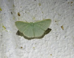 Cymatoplex halcyone