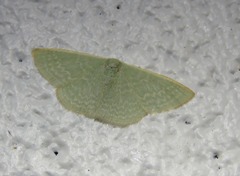 Cymatoplex halcyone