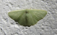 Cymatoplex halcyone