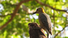 Melanerpes hoffmannii