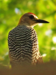 Melanerpes hoffmannii