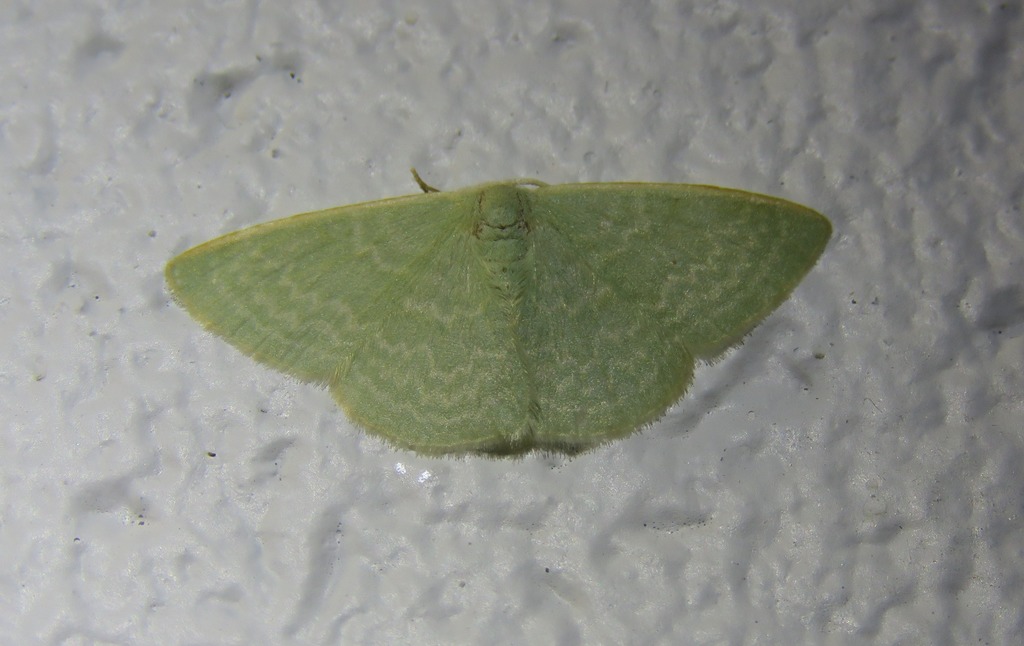 Cymatoplex halcyone