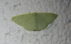 Cymatoplex halcyone