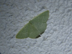 Cymatoplex halcyone