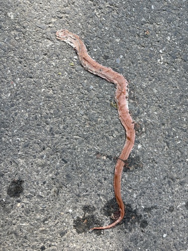 Japanese Forest Ratsnake