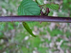 Rubus wirralensis